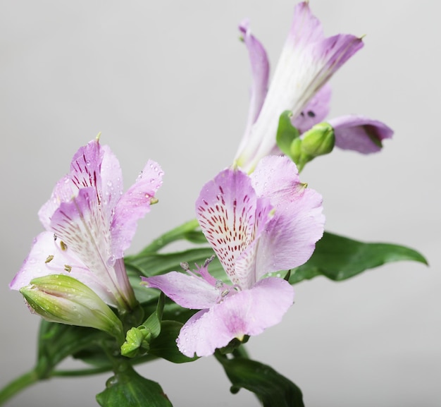 Flower pink Alstroemeria