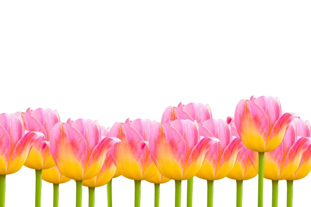 Flower pink beautiful tulips isolated on white