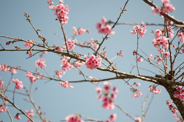 Flower pink color blooming on tree