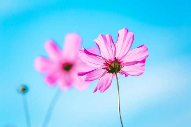 Flower. Pink cosmos on blue sky