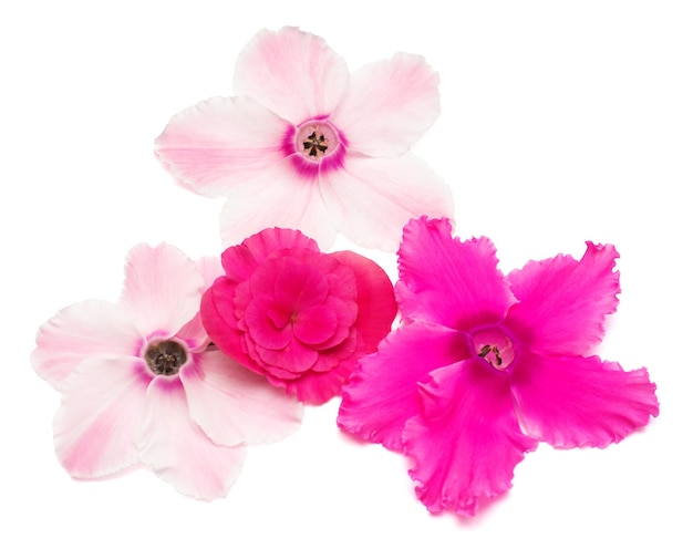 Flower pink cyclamen and begonia isolated on white background. Flowers in the form of a starfish with eyes. Summer. Spring. Flat lay, top view. Love. Valentine's Day.