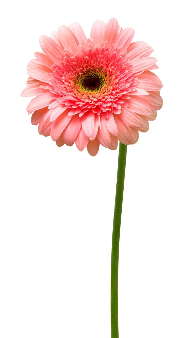白い背景で隔離の花ピンクのガーベラ