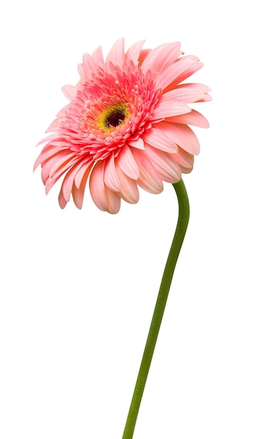 Цветок розовая гербера, изолированные на белом фоне