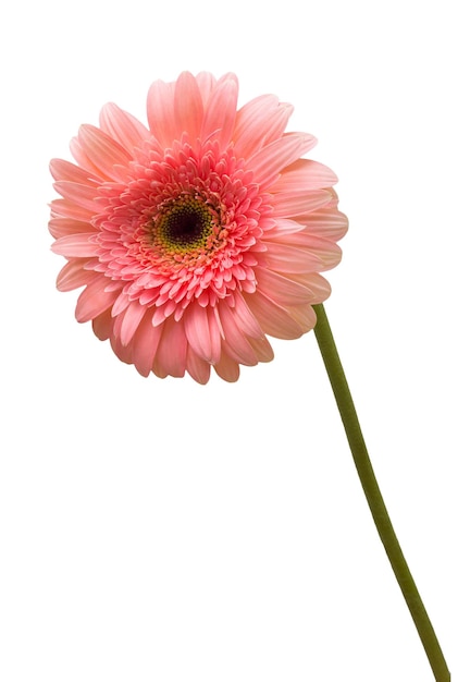 Foto gerbera rosa fiore isolato su sfondo bianco