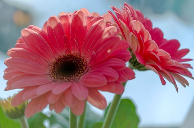 Flower pink gerbera