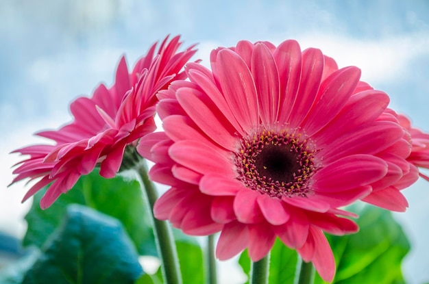 Flower pink gerbera