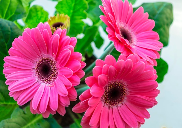 Flower pink gerbera