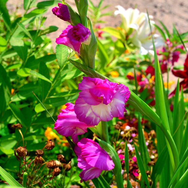 Fiore di un gladiolo rosa su aiuole in un giardino