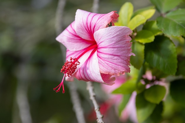 庭のピンクのハイビスカスの花