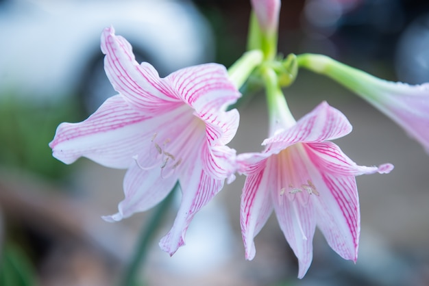 Flower pink hippeastrum