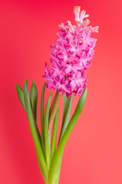 Flower pink hyacinth on a red background