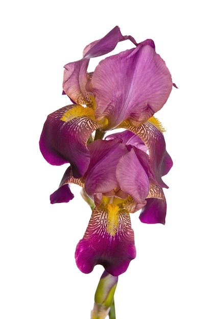 Flower of pink iris isolated on a white background