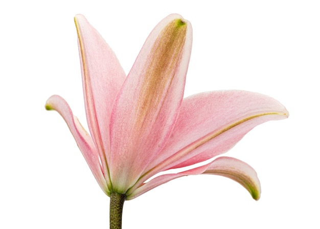 Flower of pink lily isolated on white background