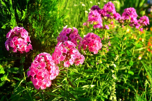 Flower pink phlox in the garden on the flowerbeds on the background of tuja