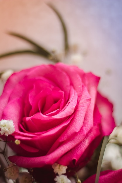 Photo flower pink rose. petals blooming beautiful flower. gift to the girl. beautiful