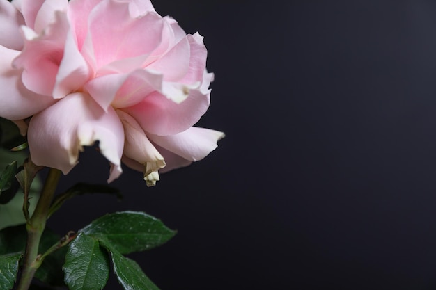 Flower pink roses closeup on a black wall background