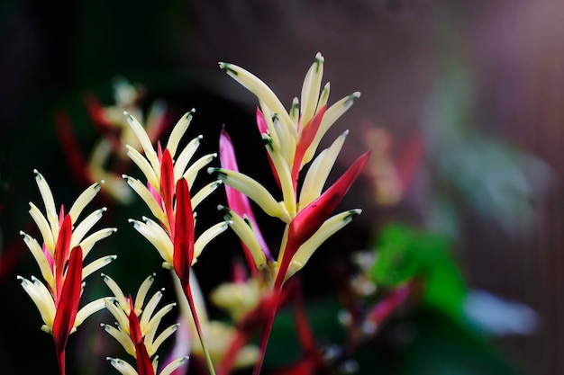 Flower pink spring nature tree blossom flowers blooming bloom plant beauty garden branch cherry petal