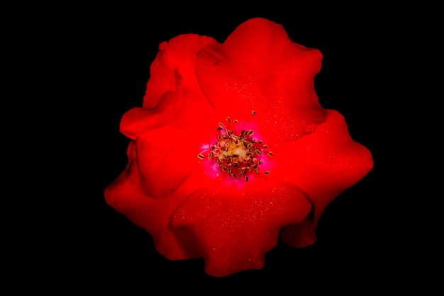 Flower pistil macro detail