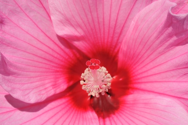 ピンクの背景にある花の雌しべ