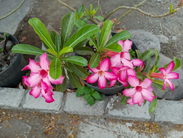 Flower plant Adenium obesum taken at close range