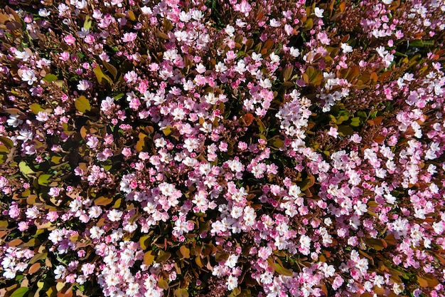 Flower plant as natural background blossoming nature