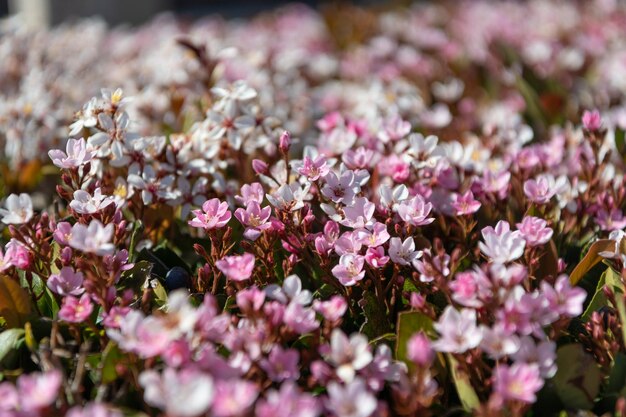 セレクティブ フォーカスで自然な背景として花植物