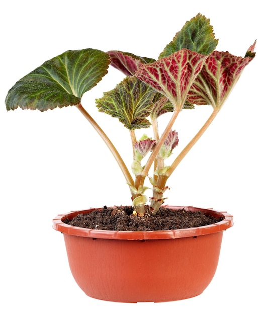 Flower plant in a bowl isolated on white background