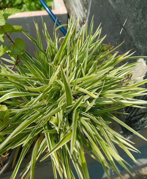 Foto pianta da fiore chlorophytum comosum presa a distanza ravvicinata