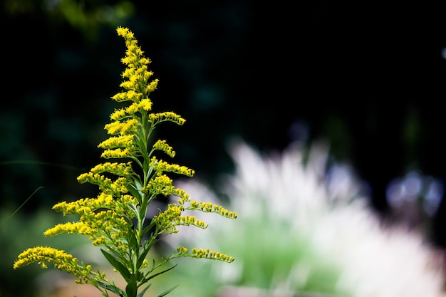 明るい晴れた日に庭に満開の花植物