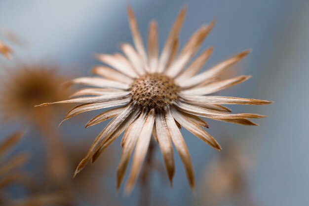 flower plant in the garden in the nature           