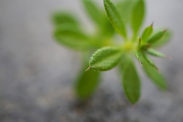 flower plant in the garden in the nature