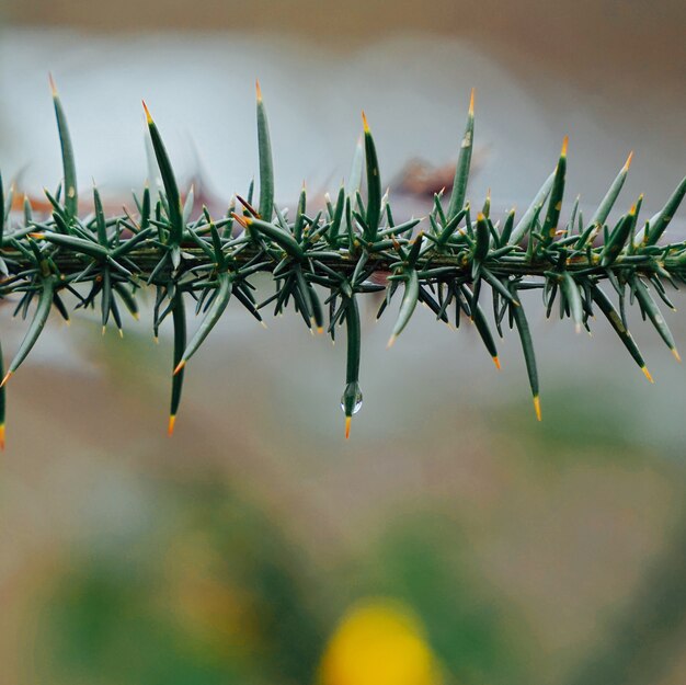 the flower plant in the garden in the nature