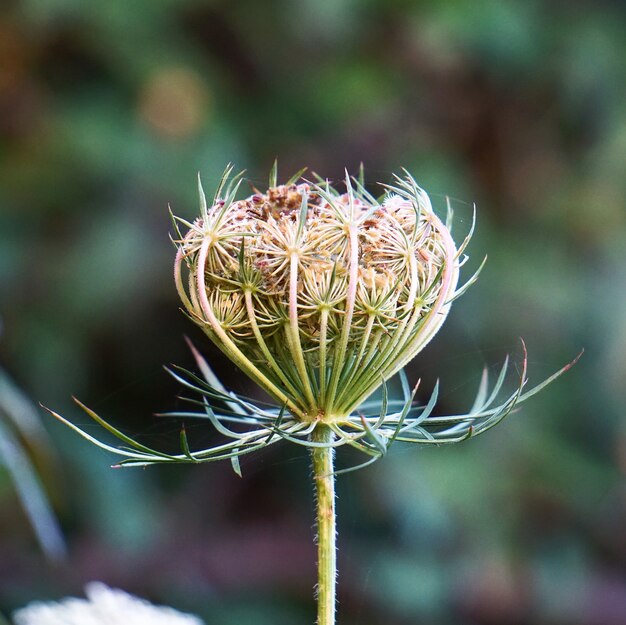 自然の中で庭の花植物