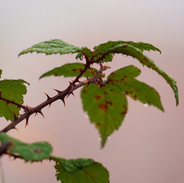 flower plant in the garden    