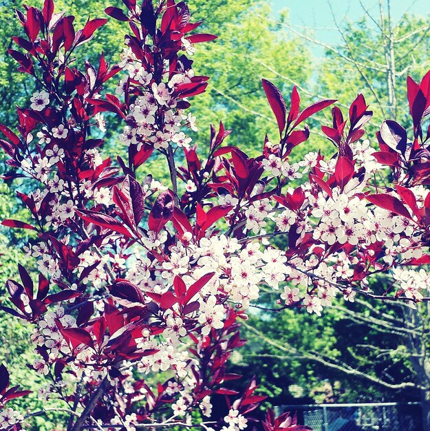 Photo flower plant growing in park