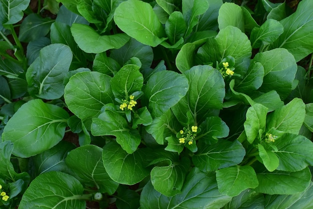 Flower plant nature leaf garden spring white flowers vegetable flora food macro blossom lily pea botany summer agriculture closeup beauty grass gardening leaves fresh lily of the valley