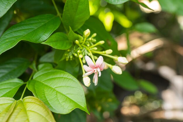 The Flower Plant outside Home