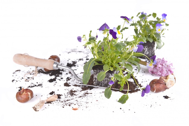 Flower plant in a shovel 