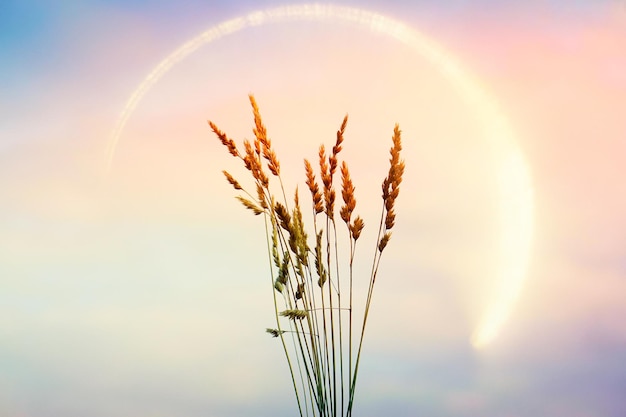 美しい夕日を背景に自然の中で花植物のシルエット