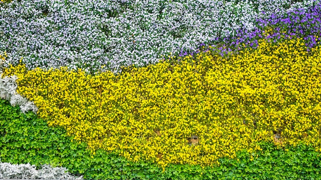 Flower plant wall