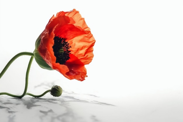 flower plant in white background