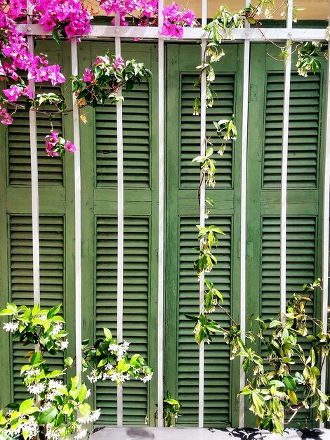 Flower plants against building