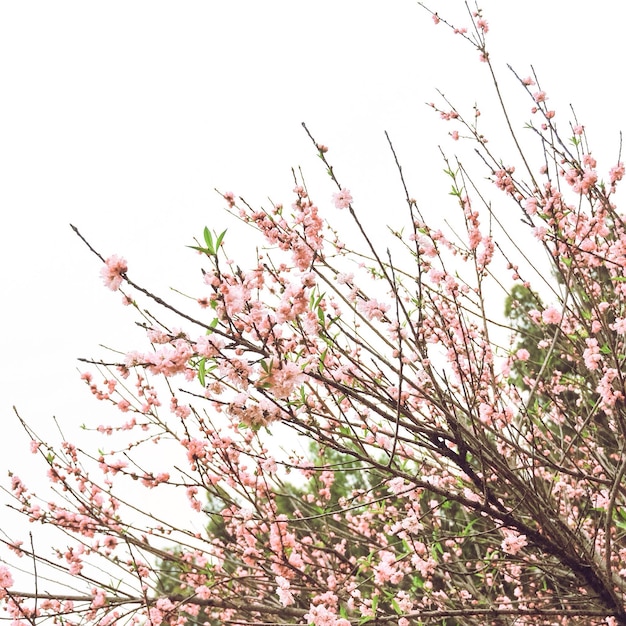 Photo flower plants against clear sky