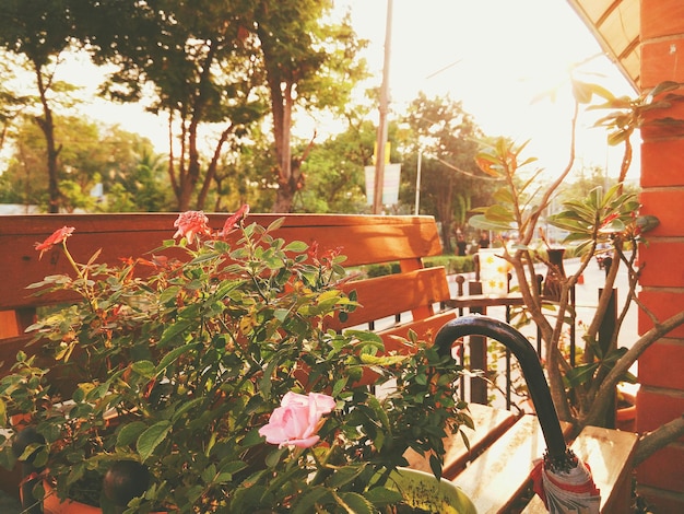 Photo flower plants against trees