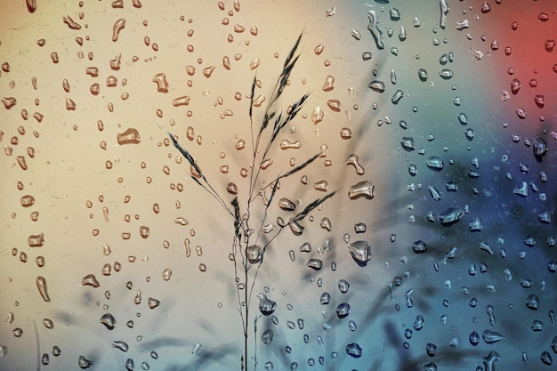 flower plants and raindrops in rainy days in spring season