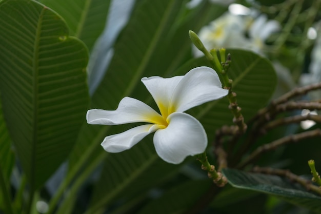 花（プルメリアの花）の白い色、庭の自然に美しい花