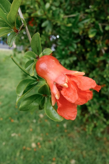 Fiore di un albero di melograno a benalmadena