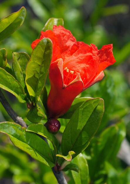 Photo flower pomegranate