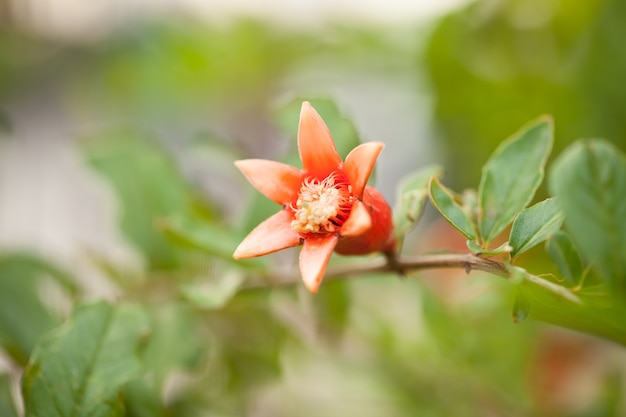 ザクロの花