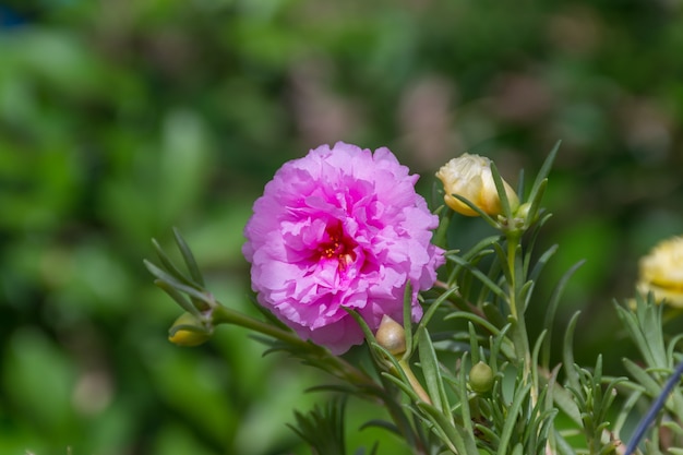 꽃 (Portulaca, 모스 로즈, 썬 플랜트, 썬 로즈 플라워) 핑크 색상